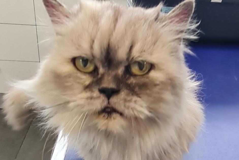 Fundmeldung Katze Weiblich , 10 Jahre Lavardac Frankreich Fundmeldung Katze Weiblich , 10 Jahre Lavardac Frankreich