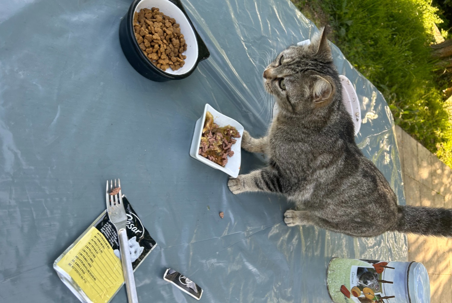 Discovery alert Cat miscegenation Unknown , 2023 years Colayrac-Saint-Cirq France Discovery alert Cat miscegenation Unknown , 2023 years Colayrac-Saint-Cirq France
