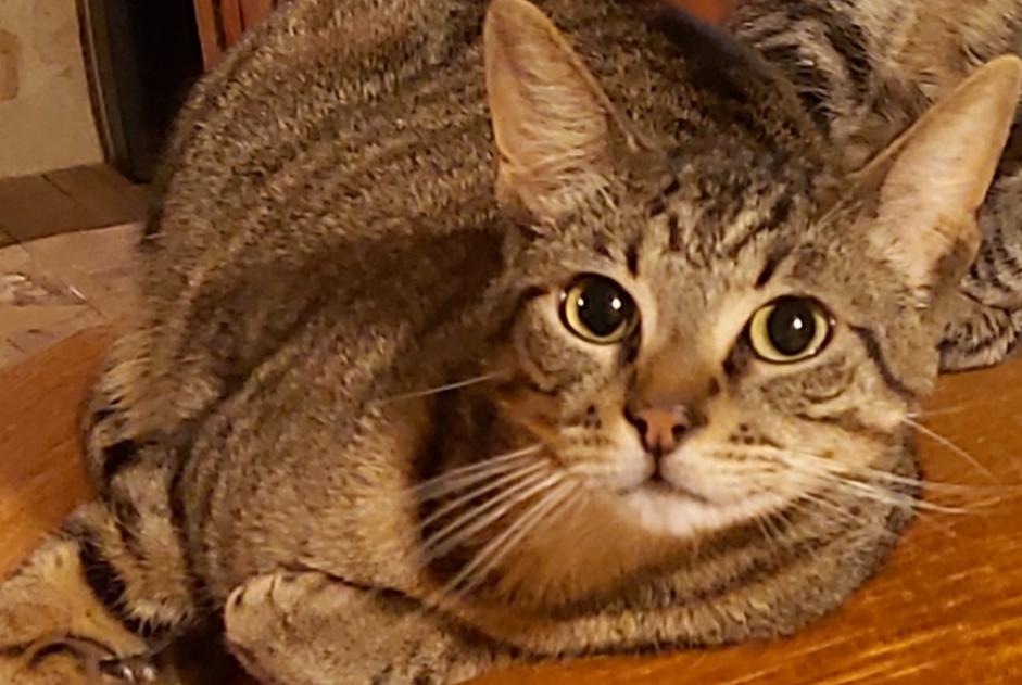 Disappearance alert Cat miscegenation Male , 3 years Monsempron-Libos France Disappearance alert Cat miscegenation Male , 3 years Monsempron-Libos France