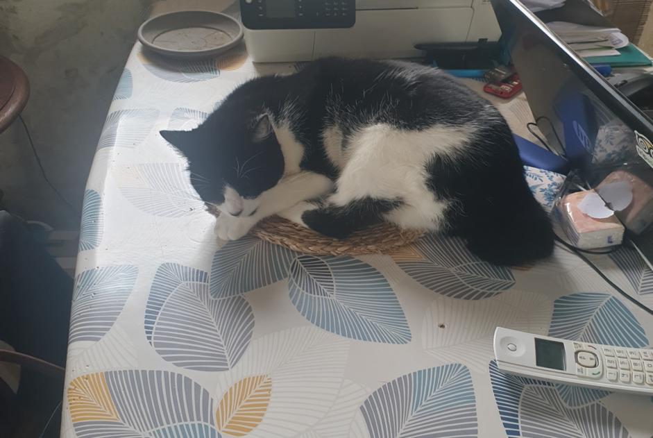 Disappearance alert Cat Female , 2023 years Villeneuve-sur-Lot France Disappearance alert Cat Female , 2023 years Villeneuve-sur-Lot France