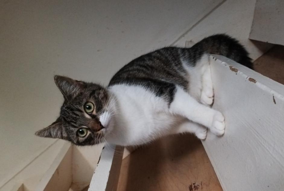 Discovery alert Cat Female Le Temple-sur-Lot France Discovery alert Cat Female Le Temple-sur-Lot France