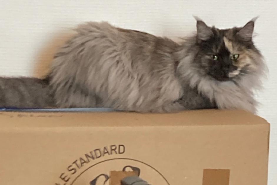 Alerta de Desaparición Gato Hembra , 6 años Birac-sur-Trec Francia Alerta de Desaparición Gato Hembra , 6 años Birac-sur-Trec Francia