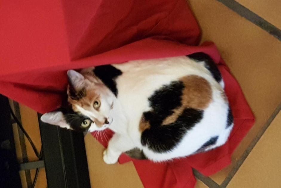 Alerte Disparition Chat croisement  Femelle , 8 ans Clairac France