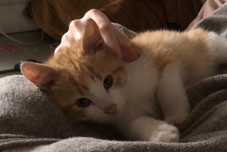 Alerte Découverte Chat croisement  Femelle Sérignac-sur-Garonne France