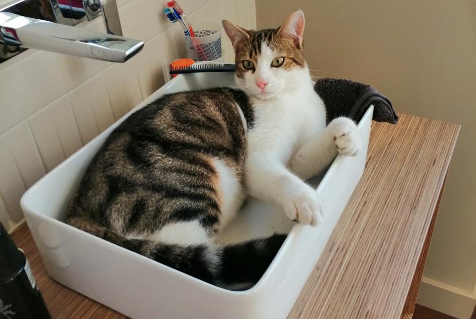 Alerte Disparition Chat croisement  Mâle , 1 ans Agen France