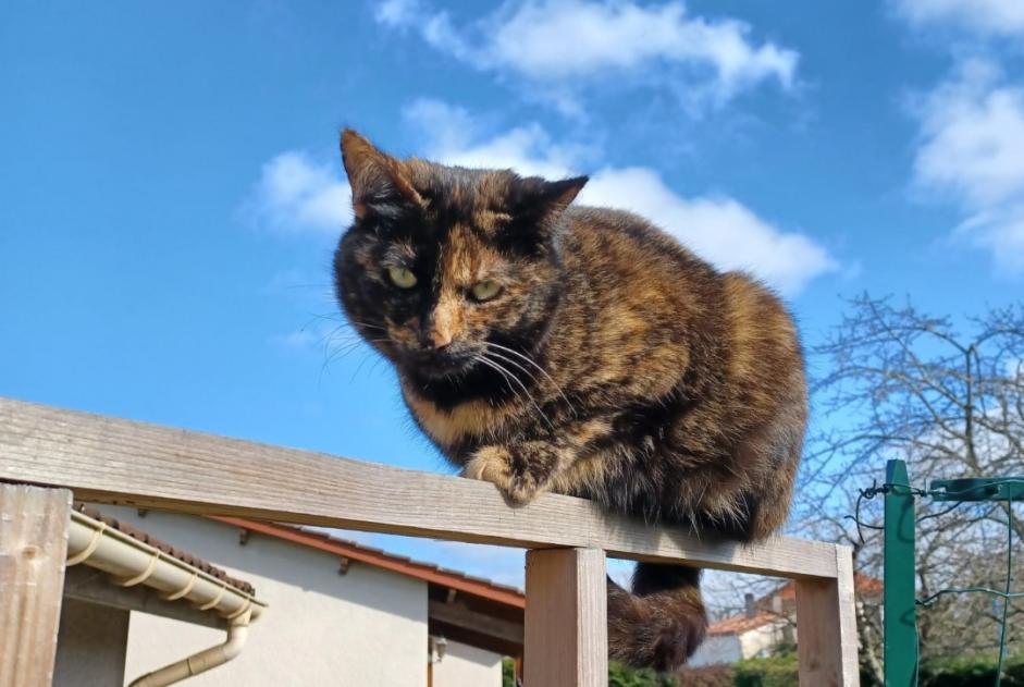 Alerte Disparition Chat Femelle , 4 ans Saint-Pierre-de-Clairac France Alerte Disparition Chat Femelle , 4 ans Saint-Pierre-de-Clairac France