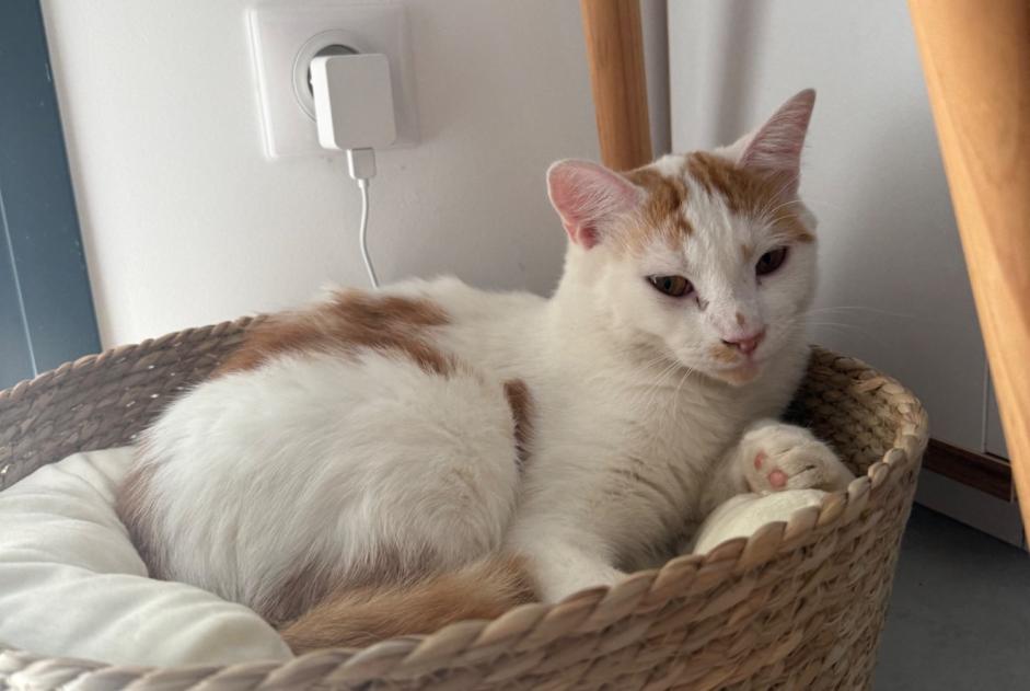 Alerte Disparition Chat Mâle , 1 ans Sainte-Livrade-sur-Lot France