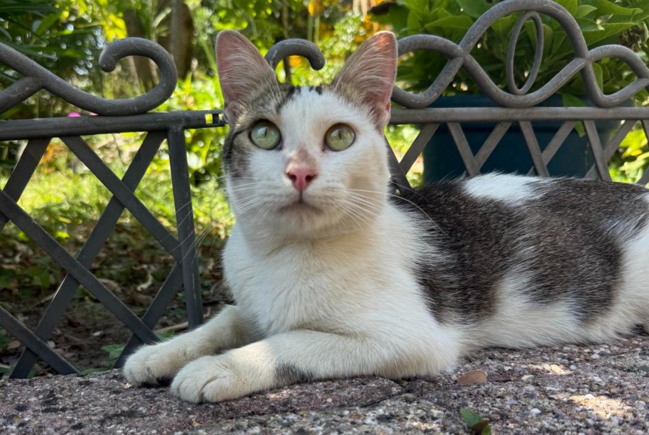 Avviso Ritrovamento Gatto Maschio Bon-Encontre Francia