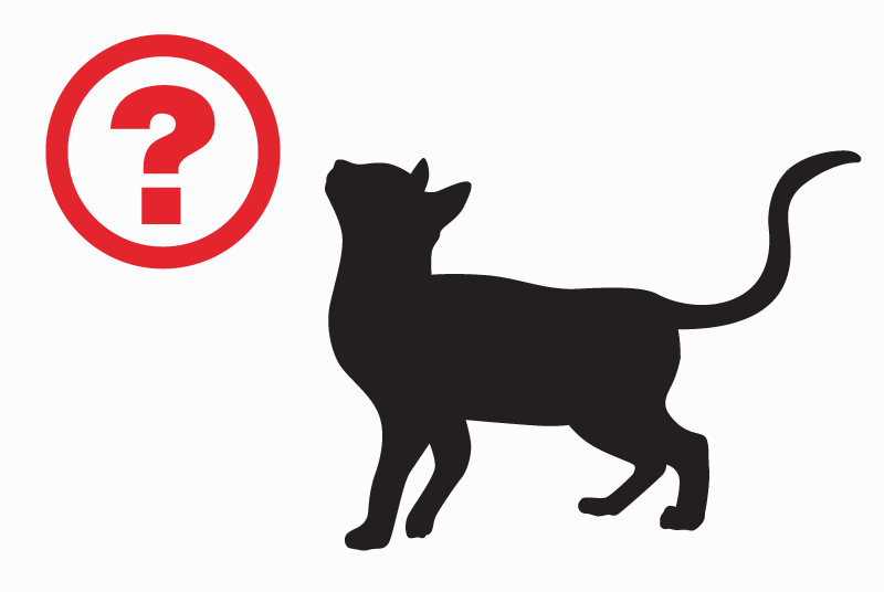Discovery alert Cat Unknown Buzet-sur-Baïse France Discovery alert Cat Unknown Buzet-sur-Baïse France